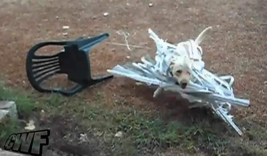 Ce face un câine cu jaluzelele stăpânilor săi VIDEO