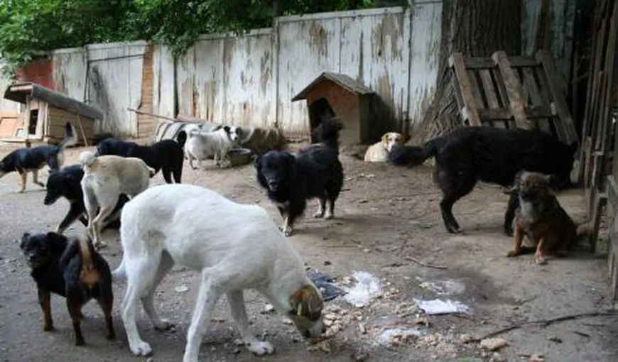 Câinii din adăpostul Deva, morţi de foame, primesc batoane pentru slăbit