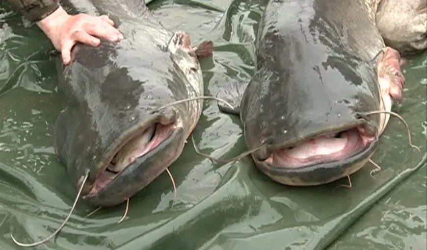 CAPTURĂ RECORD la pescuit. Doi SOMNI URIAŞI, prinşi pe un lac de lângă Capitală VIDEO