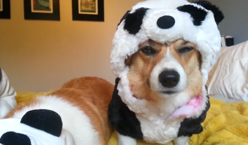 Cum reacţionează un căţel atunci când este îmbrăcat în…panda VIDEO