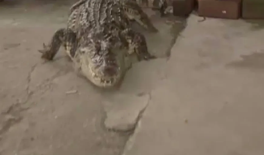 Crocodilul anti-furt, cel mai nou animal de pază în casele din Thailanda VIDEO