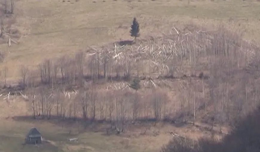 Cum dispar pădurile României: Zeci de mii de metri cubi de lemn au dispărut din Cluj VIDEO