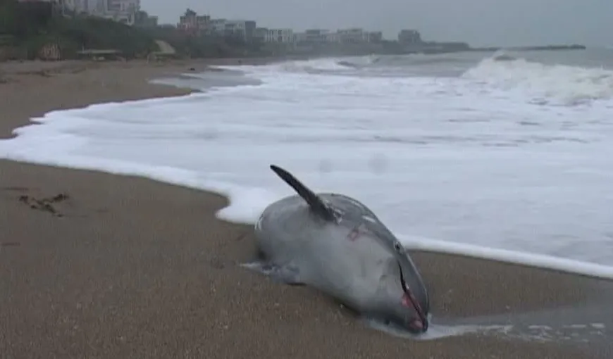 Al patrulea delfin, găsit mort pe litoralul Mării Negre