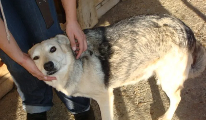 Cruzime fără limite: Un medic veterinar, acuzat că a omorât 1.000 de câini de la adăpost