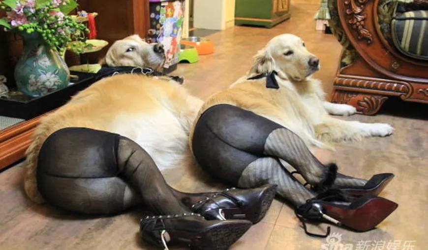 „Piţipoancele” din lumea câinilor: Poze bizare cu căţei în dresuri FOTO