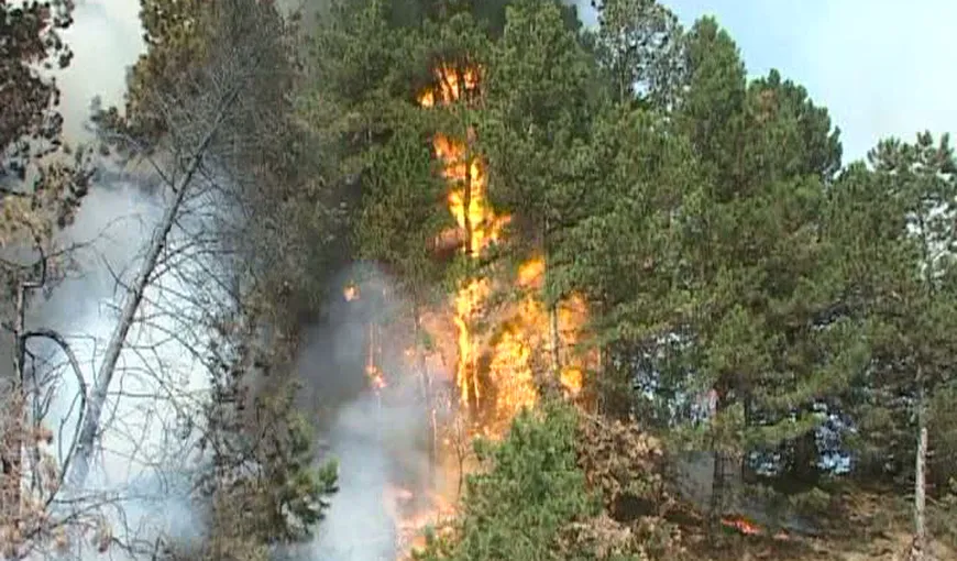 Incendiu puternic de pădure în judeţul Braşov. Aproximativ cinci hectare, mistuite de flăcări