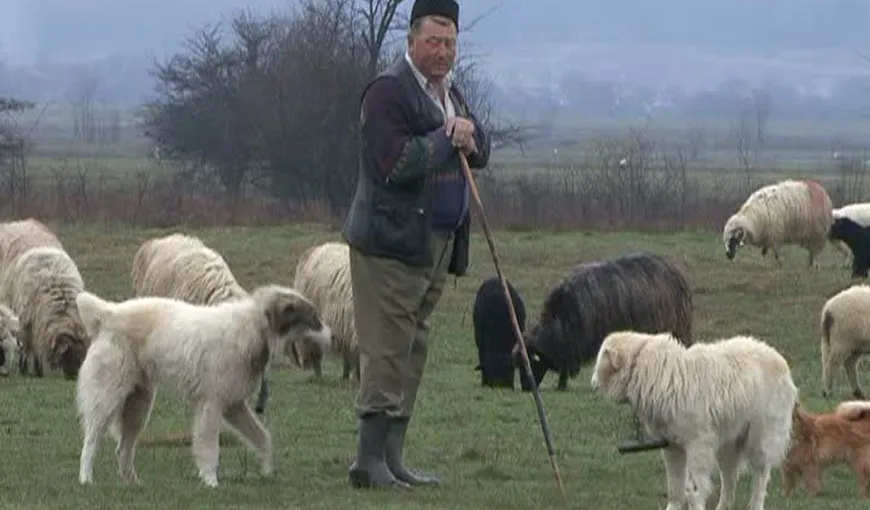 Soluţia unui cioban pentru a nu rămâne cu marfa nevândută: Miei în rate, pentru masa de Paşti VIDEO