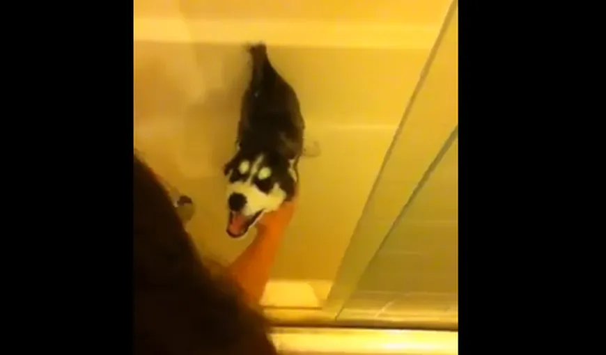 Cum reacţionează un căţeluş care urăşte să facă baie VIDEO