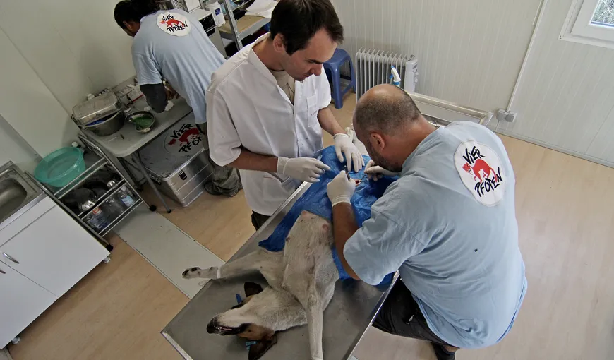 Începe campania de sterilizare a câinilor şi pisicilor din Capitală, realizată de Vier Pfoten