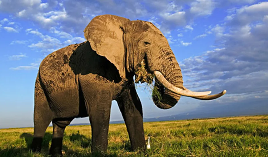 Stare de război în Ciad pentru a proteja de braconieri ultimii elefanţi