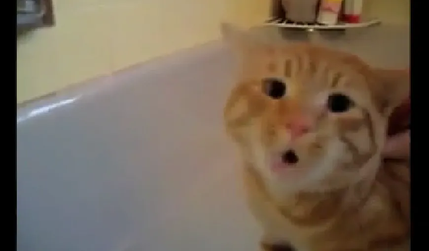 Pisică sau DEMON? Cum reacţionează o felină când nu vrea să facă baie VIDEO
