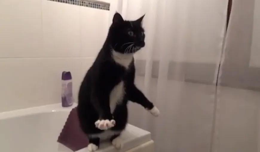 Ce face o pisică fascinată de oglindă VIDEO