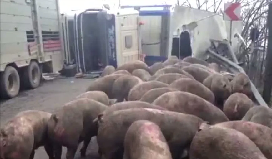 Un TIR care transporta peste 100 de porci s-a răsturnat pe DN 7, în Argeş VIDEO