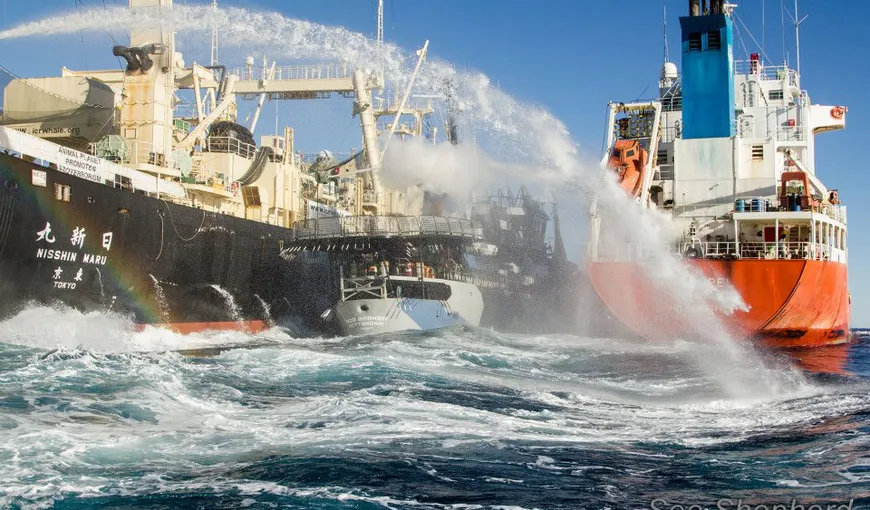Japonia, obligată de Curtea Internaţională de Justiţie să oprească vânătoarea de balene