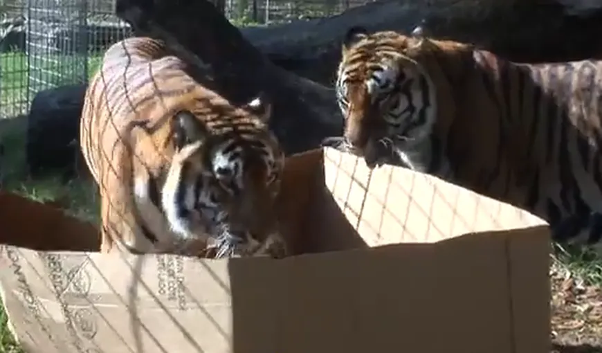 Marile feline sunt tot nişte pisicuţe: Lei şi tigri pasionaţi de…cutii VIDEO