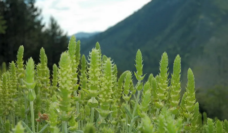 Viagra bulgară: O plantă protejată, care creşte în Munţii Rodopi, vindecă impotenţa masculină