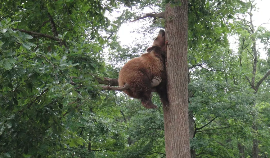 Fotografia zilei: Ursul prăbuşit… în copac FOTO