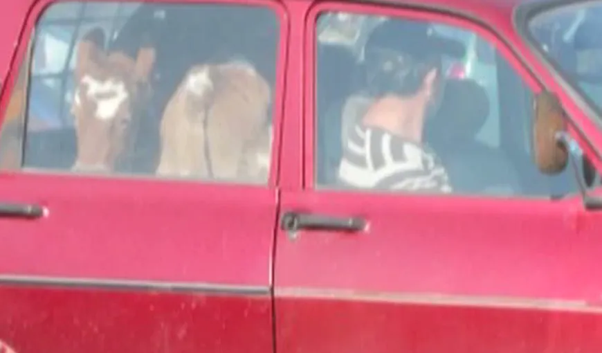 INCREDIBIL: Şi-au plimbat vacile pe bancheta din spate a Daciei VIDEO