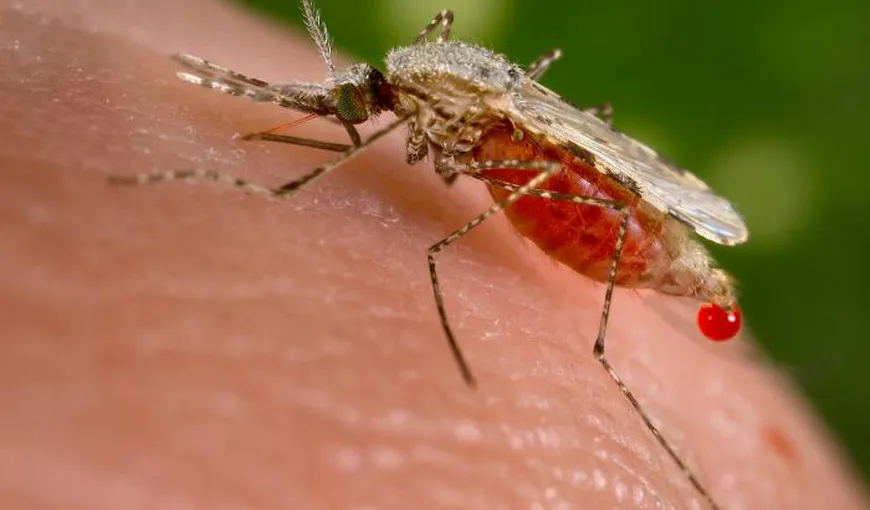 Ţânţarii anofeli pot fi imunizaţi împotriva parazitului care provoacă malaria