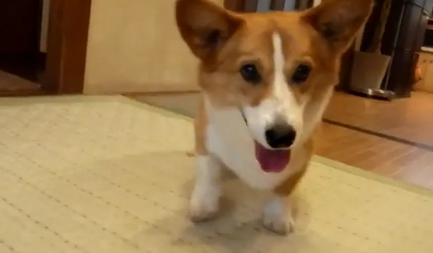 Ce face un câine care nu mai are răbdare VIDEO