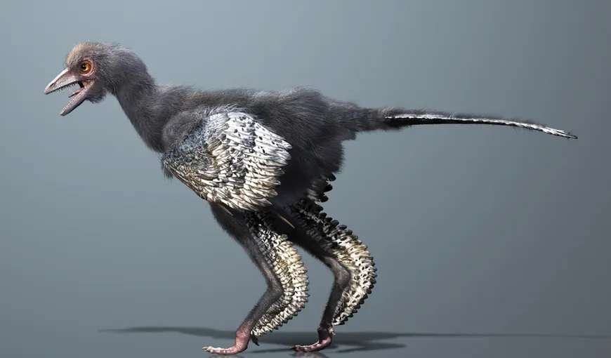 Un dinozaur descoperit recent ar putea fi cea mai veche pasăre din lume FOTO