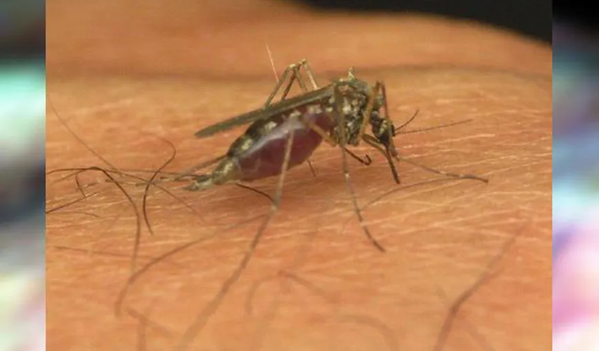 Atenţionare de călătorie Paraguay: epidemie de febră dengue