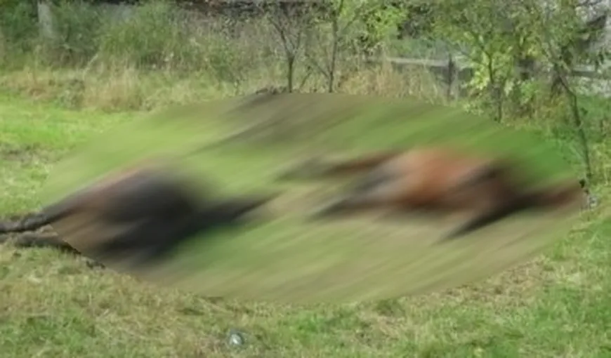 CRUZIME FĂRĂ LIMITE. Doi cai au fost omorâţi în bătaie într-o localitate din Iaşi