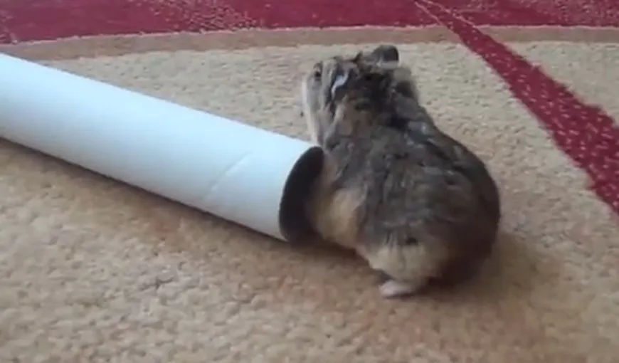 Câtă ambiţie încape într-un hamster pitic? Răspunsul îl găseşti în VIDEO