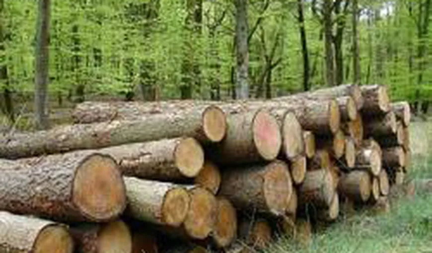 Preoţi, poliţişti şi pădurari implicaţi în defrişarea a sute de hectare de pădure din Neamţ