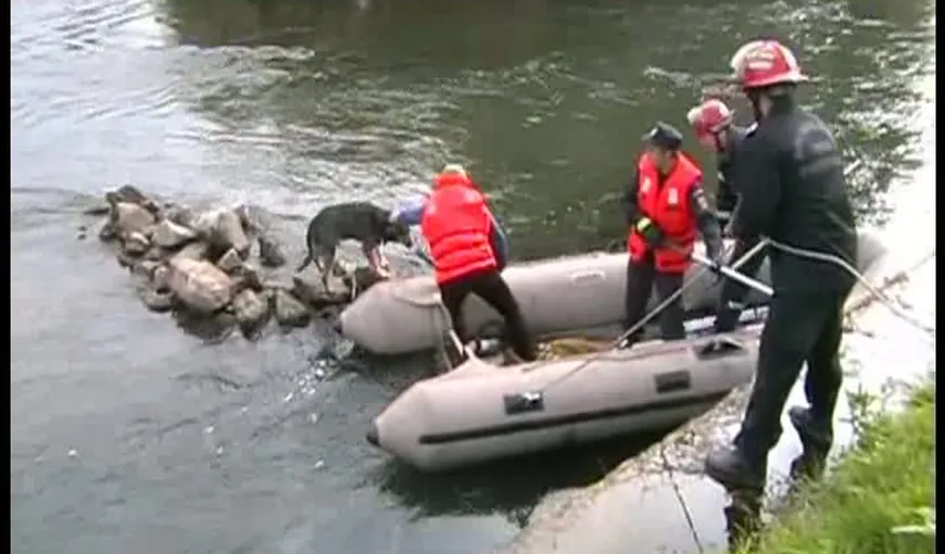 Un câine, rămas izolat în mijlocul unui râu, salvat de pompieri VIDEO
