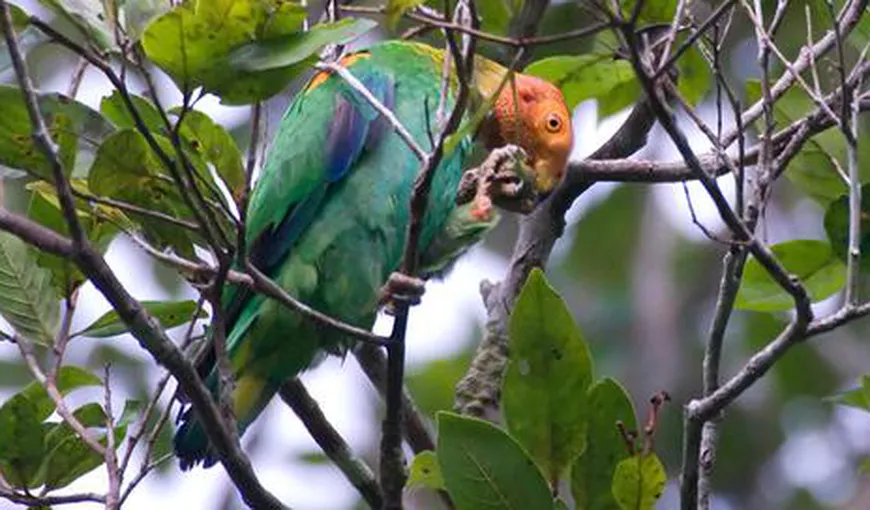 Surpriză în Amazonia: Au fost descoperite 15 specii noi de păsări