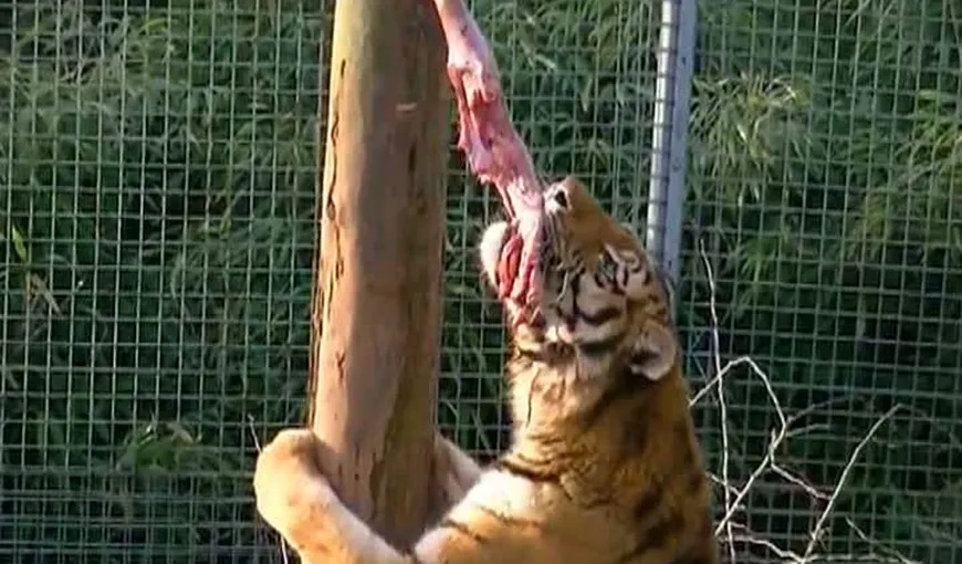 Tânără de 24 de ani, sfâşiată de un tigru la grădina zoologică