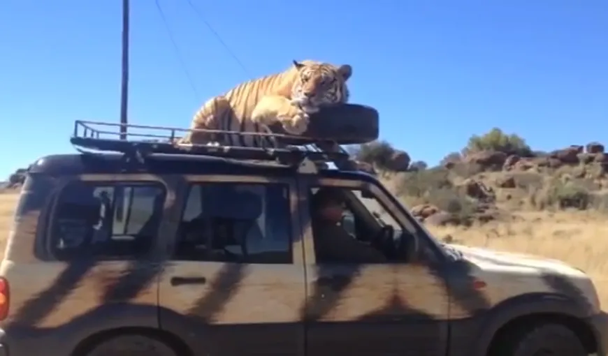 Un tigru a adormit pe o maşină plină cu turişti. Şi-a găsit şi pernă VIDEO