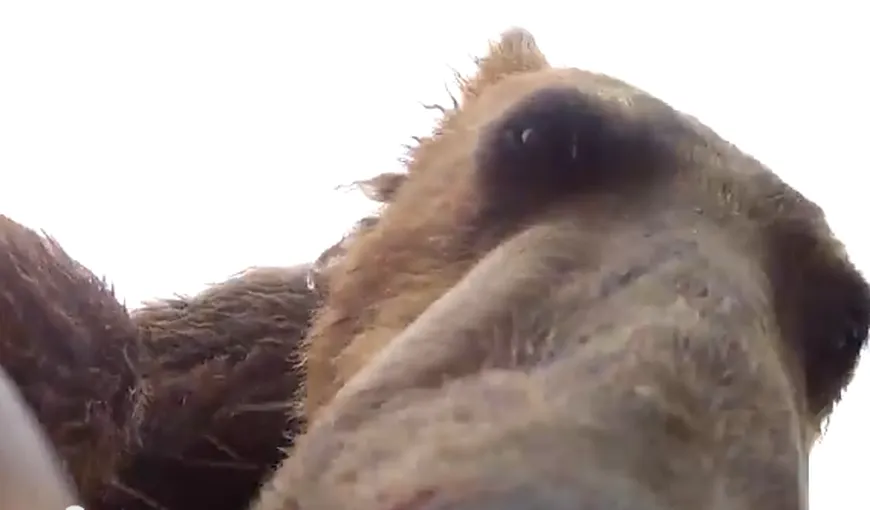 În gura ursului: Cum este să fii mâncat de un grizzly VIDEO
