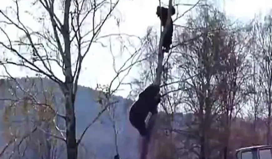 Clipe de coşmar. Un bărbat este urmărit de un urs, într-un copac VIDEO