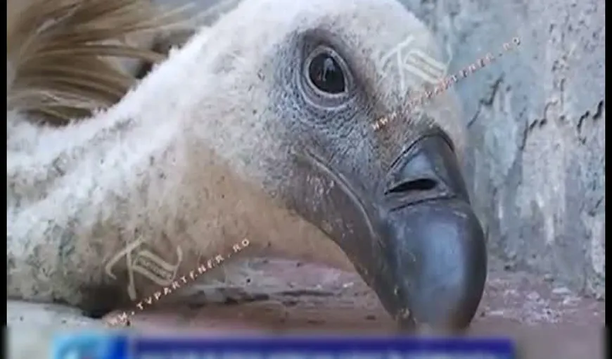 Un vultur african s-a rătăcit în România VIDEO