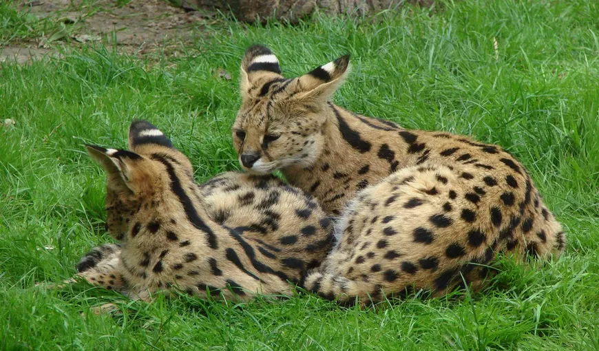 Cea mai scumpă pisică din lume: Arată ca un ghepard şi se comportă aproape ca un câine FOTO
