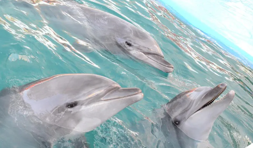 Tristeţe mare la Delfinariul din Constanţa: A murit unul din cei trei delfini