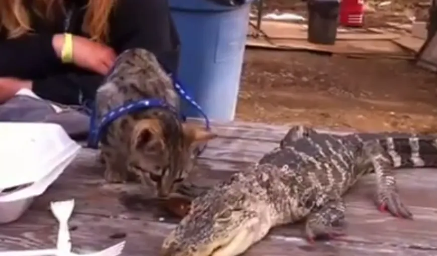 O prietenie surprinzătoare: Aligatorul care împarte mâncarea cu o…pisică VIDEO