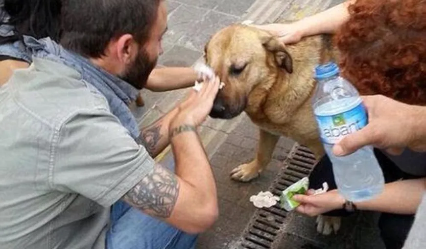Imagini cumplite din protestele din Turcia: Poliţiştii gazează până şi câinii FOTO