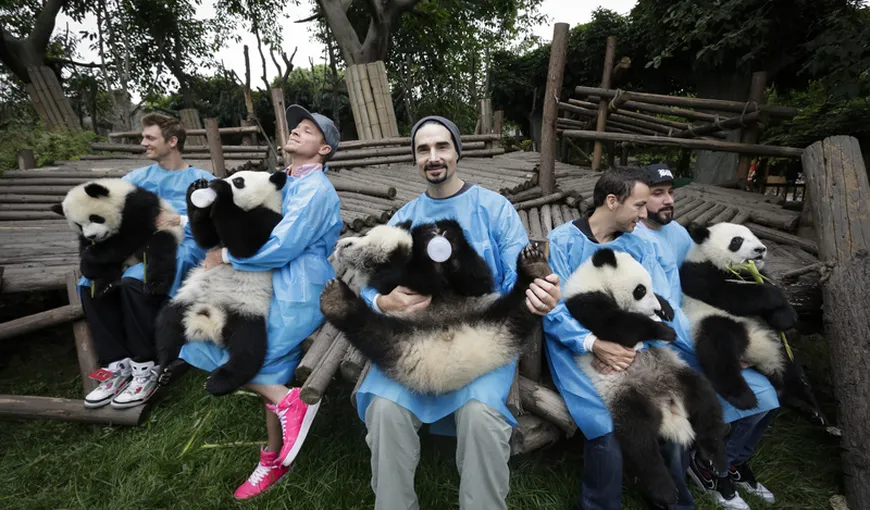 Backstreet Boys au cântat serenade ursuleţilor panda VIDEO