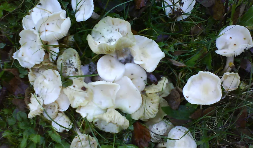 Un copil de şase ani a murit după ce s-a intoxicat cu ciuperci necomestibile
