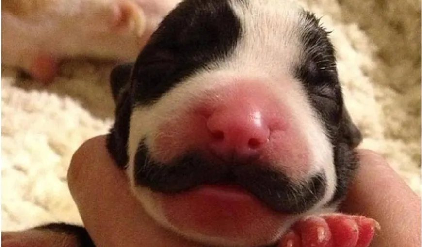 Un căţel cu adevărat gentleman: Câinele cu mustaţă FOTO