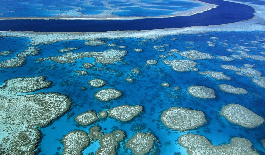 Oceanografi din lumea întreagă lansează un apel pentru conservarea Marii Bariere de Corali