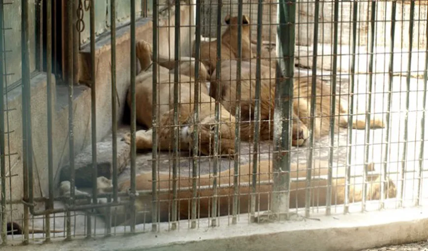 Rezultatul anchetei de la Zoo Craiova: Leoaica a născut patru pui, care nu au supravieţuit