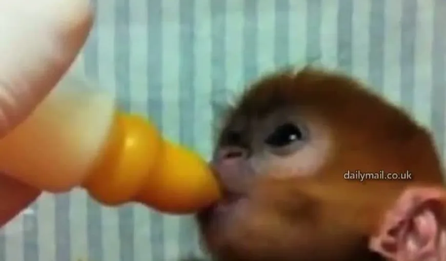 Înduioşător: Pui de maimuţă extrem de rară, salvat cu biberonul după ce mama sa s-a îmbolnăvit VIDEO