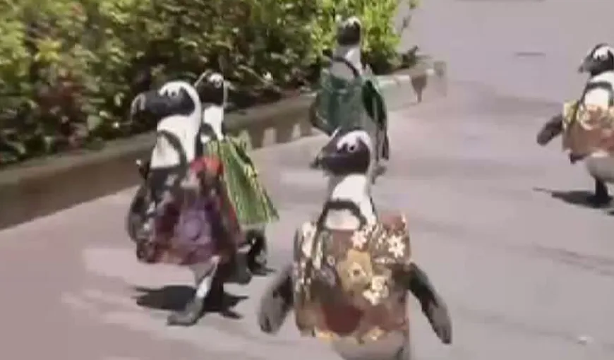 Cinci pinguini costumaţi au făcut senzaţie în Japonia VIDEO