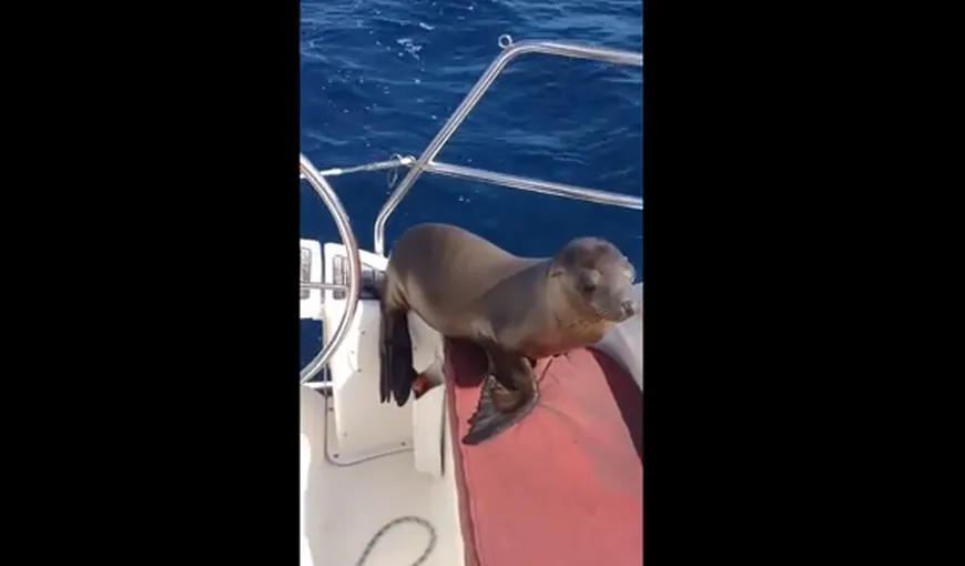 Ce se întâmplă când un pui de leu de mare sare într-o barcă VIDEO