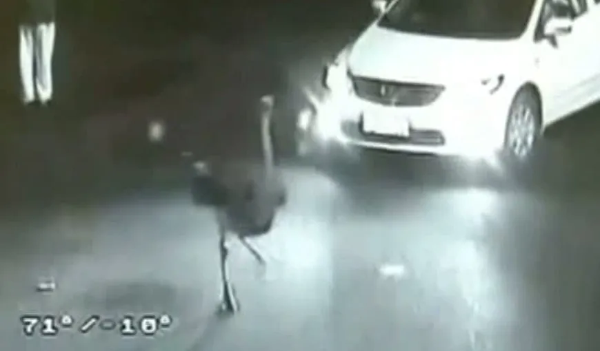 Un struţ a dat traficul peste cap, în China VIDEO