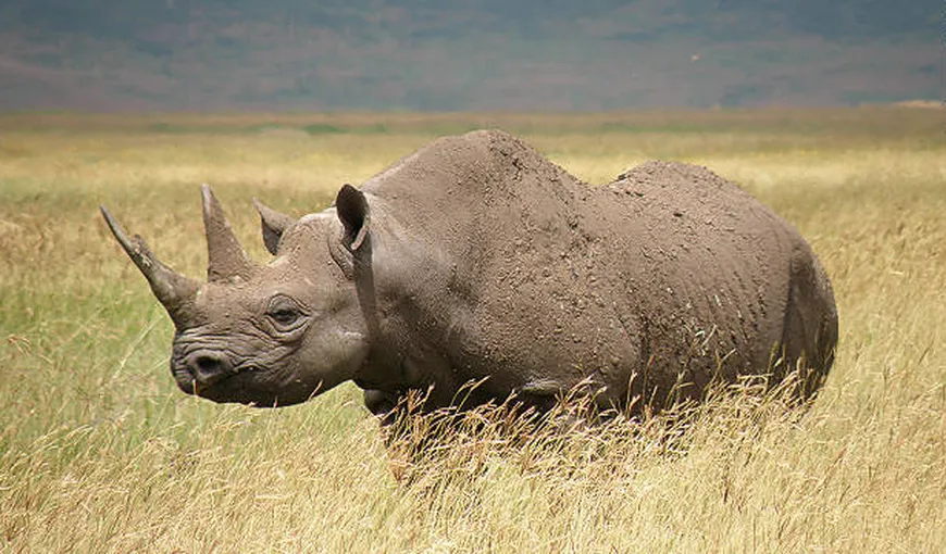 Rinocerul negru din vestul Africii a devenit oficial o specie dispărută